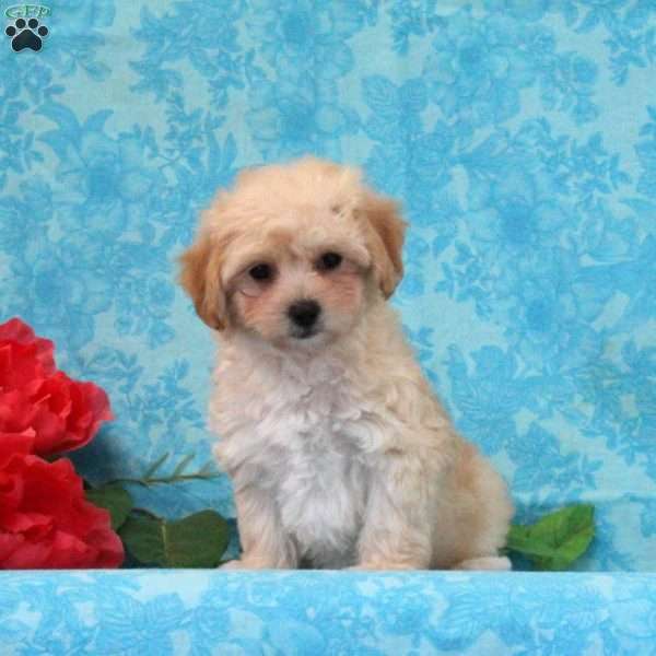 Peach, Maltipoo Puppy